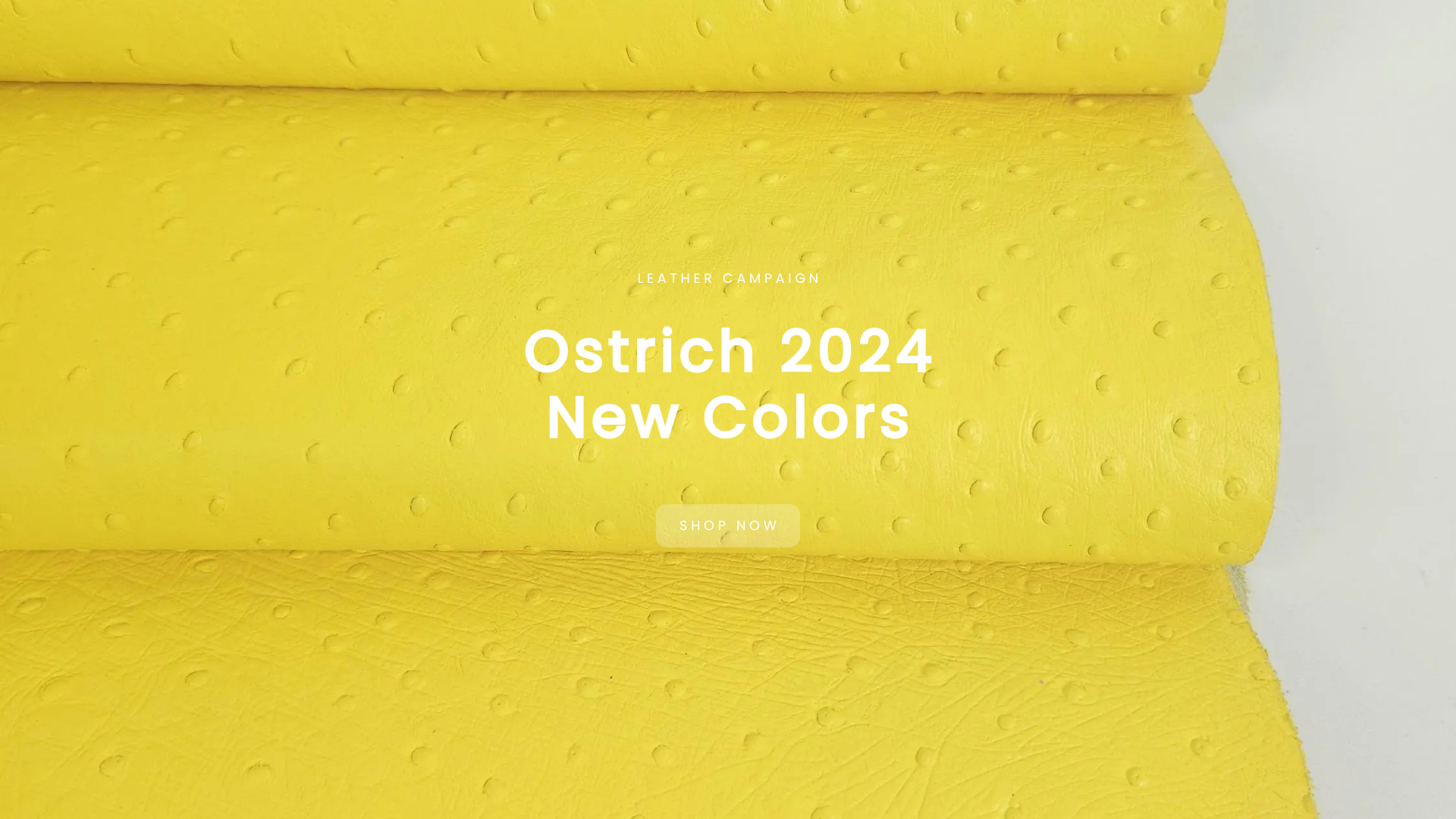 Ostrich 2024